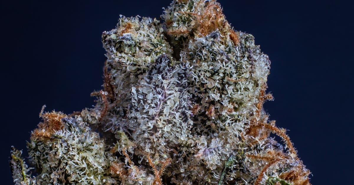 Além do CBD e do THC: o que são os terpenos e por que eles mudam o seu tratamento