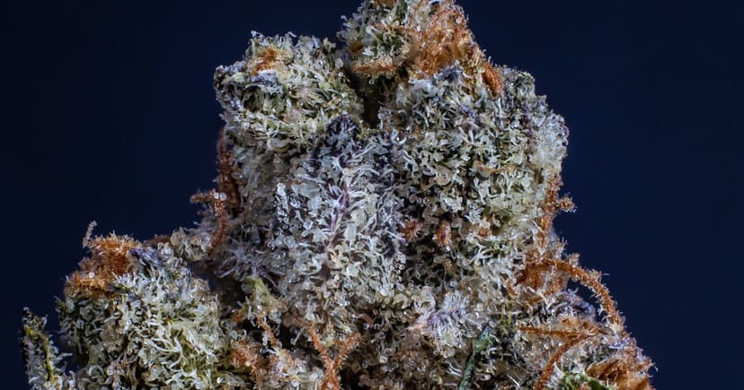 Além do CBD e do THC: o que são os terpenos e por que eles mudam o seu tratamento