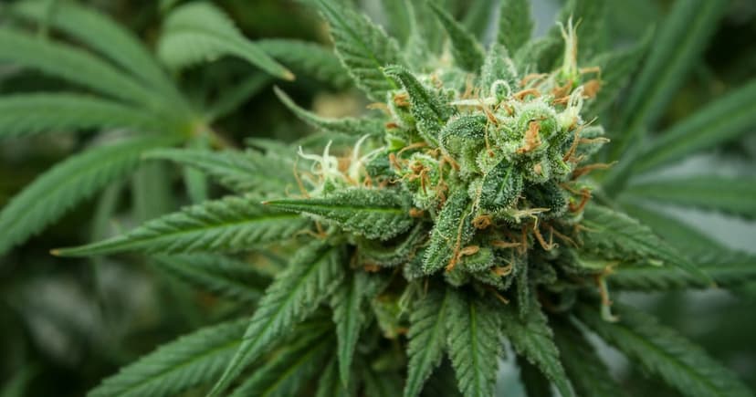 A Planta que a Ciência Redescobriu: 4.700 Anos de Cannabis Medicinal